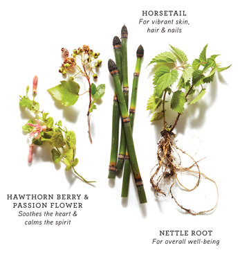 SUPER HERB SPOTLIGHT SERIES: HORSETAIL