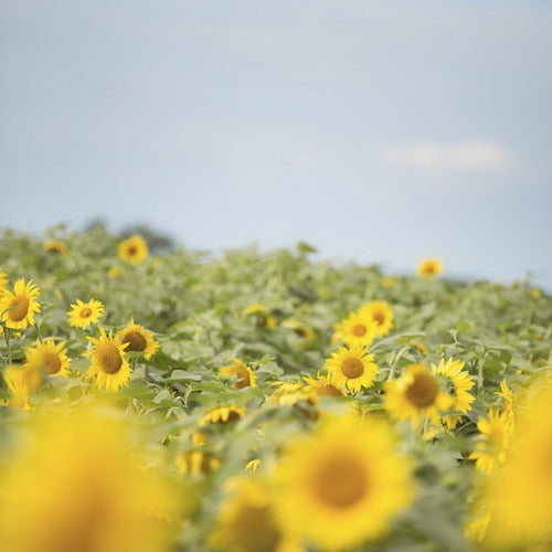 NERD ALERT: Importance of Getting Sunshine